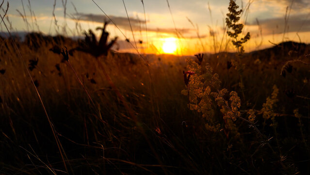 Summertime golden colors on meadow flowers.
