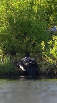 Common Loon Nesting on a Quiet Lakeside Bank