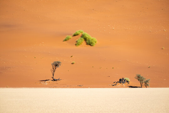 Deadvlei's Timeless Beauty