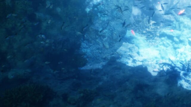Fish swim in clear water near rocks and coral on the ocean floor. Light filters through the surface, creating patterns in the water. The scene captures a vibrant underwater ecosystem.