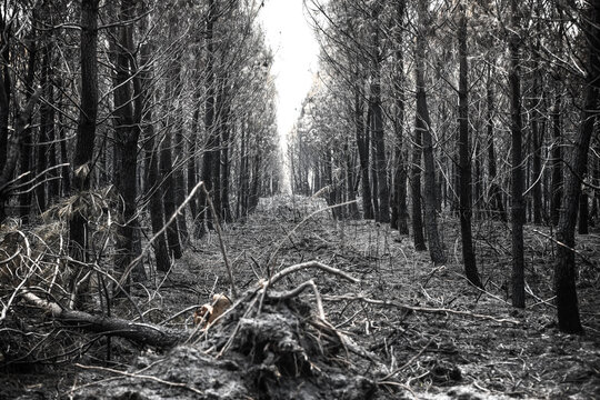 Foret de pins ravage&eacute; par un incendie