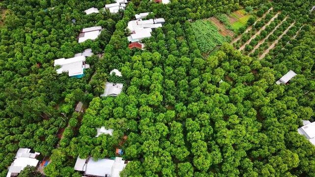 High Angle Aerial View of Neat Orchards and Tiny Homes by Mekong River