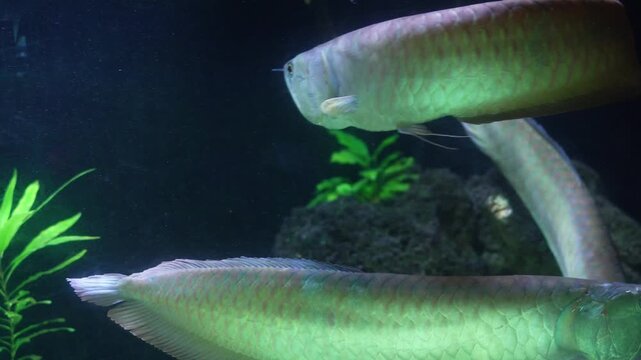 Arwana fish in the aquarium