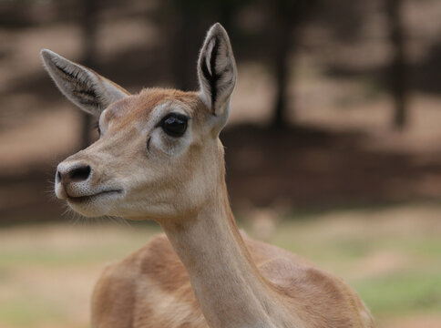 Female Deer in Rural East Texas Safari