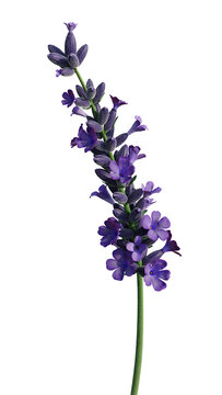 Purple lavender flower stem isolated on transparent background for botanical and spa design, 3D render