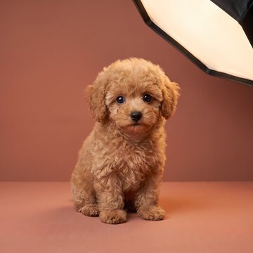 Adorable fluffy toy poodle puppy posing for a studio portrait