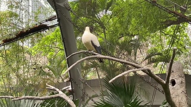 pied imperial pigeon ducula bicolor perched on tree branch in lush tropical aviary, pale yellow white bird with dark wings, concept of wildlife, ornithology, conservation