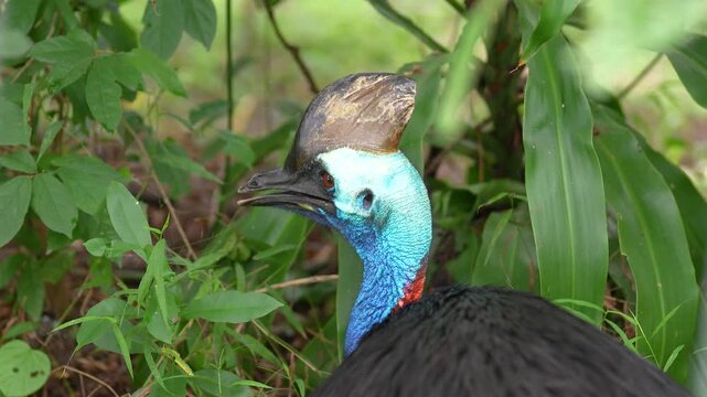 An endangered wild southern cassowary bird looking sideways in its natural tropical rainforest habitat during daytime. Animal and wildlife portrait scene, close-up.