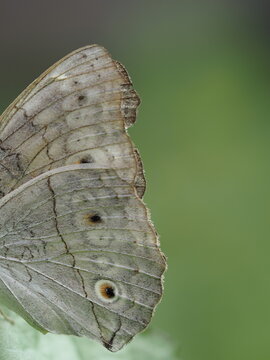 extreme macro detail of a Grey Pansy butterfly (Junonia atlites) underwing showing intricate wing scales, fine vein patterns, and a distinctive eyespot