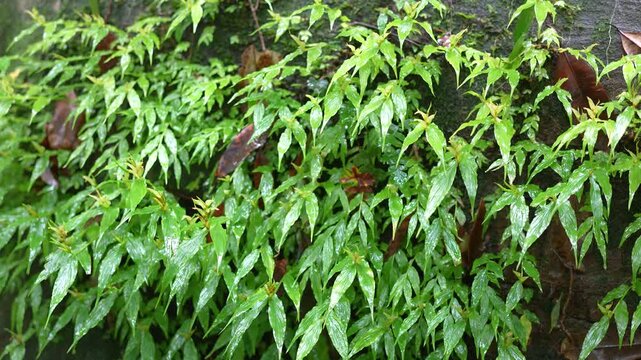 Vibrant green foliage and wild jungle plants covered in moisture under natural sunlight during daytime. Nature environment, close-up with selective focus.
