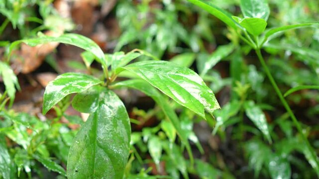 Vibrant green foliage and wild jungle plants covered in moisture under natural sunlight during daytime. Nature environment, close-up with selective focus.
