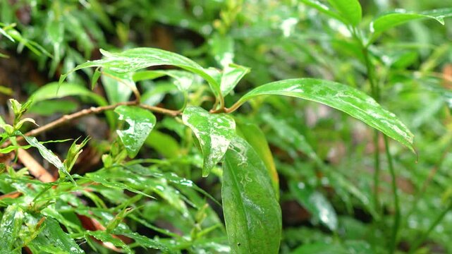 Vibrant green foliage and wild jungle plants covered in moisture under natural sunlight during daytime. Nature environment, close-up with selective focus.