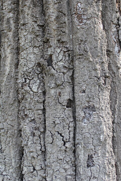 Tree Bark With Insect Damage on Old Tree in Historic Cemetery, Rural East TX