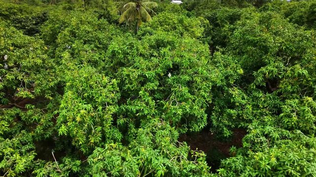 Low aerial flyover close-up shot of lush green mango canopy