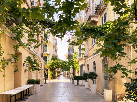 Vine-covered pedestrian lane with pale facades in Corfu Old Town, Greece, sunny morning