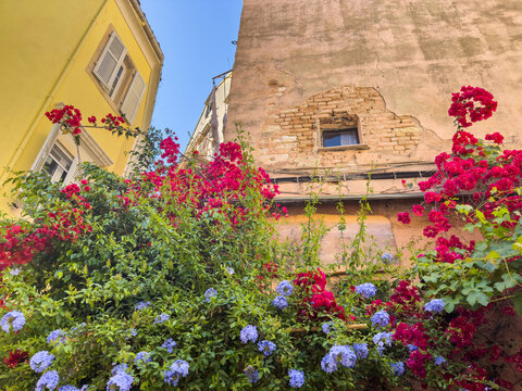 Red bougainvillea and blue flowers beside yellow shutters in Corfu Old Town, Greece
