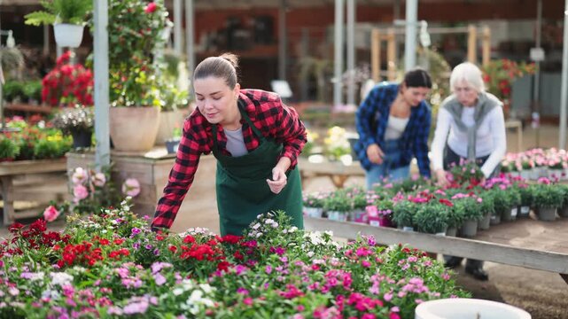 Young female saleswoman in uniform holding pot of chinese carnation in flower shop 