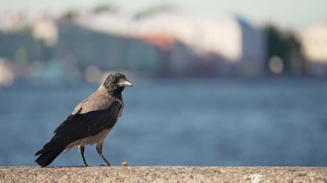 Close-up of a gray and black hooded crow walking along a granite embankment with a blurred city skyline and blue river water in the background on a bright sunny day