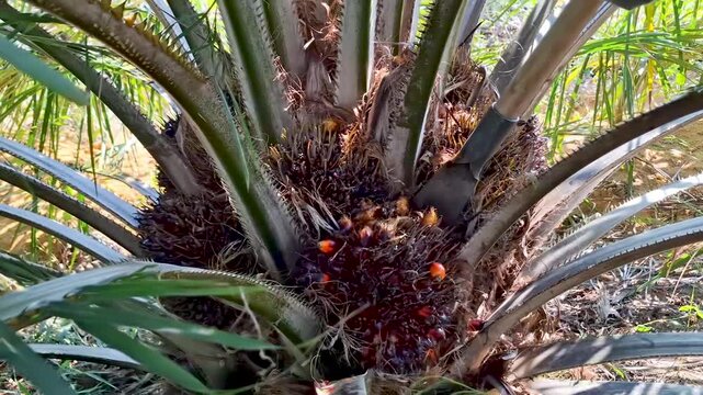 Close-up shot of a chisel tool slicing through the tough stalk of a ripe oil palm fruit bunch in a young palm tree.