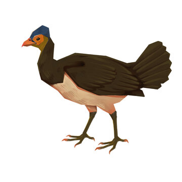 Maleo Bird Digital Painting Illustration, Transparent PNG