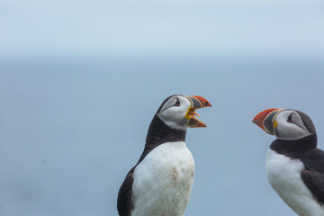 Fototapeta premium Puffin