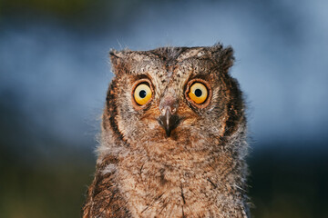 Obraz premium Portrait of a fluffy nestling Eurasian scops owl Otus scops perched on a tree branch in a forest. Close-up of a young wild owl chick in Wildlife habitat, featuring soft feathers, expressive eyes..
