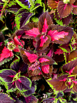 Pictured is a coleus (Plectranthus scutellarioides, formerly Coleus blumei), a popular plant from the Lamiaceae family with bright, velvety leaves in rich pink, burgundy, and light green shades.