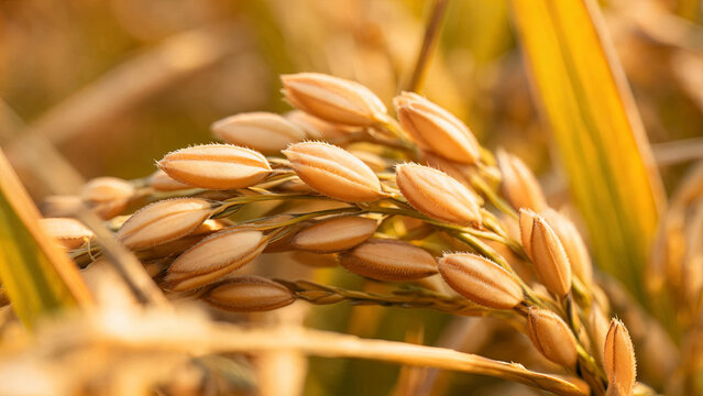 A close-up shot of ripe rice grains clustered on mature stalks, ready for harvest in a farm field.