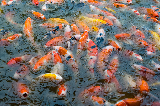 Vibrant Koi School: A mesmerizing school of colorful koi fish, featuring striking patterns of orange, white, and black, swim energetically in a tranquil pond.