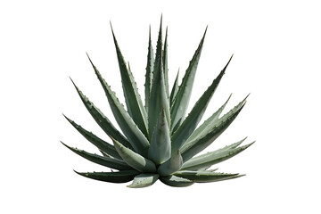Fototapeta premium Wide Green Agave Succulent Plant