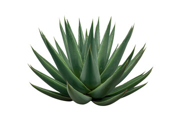 Fototapeta premium Compact Green Agave Rosette