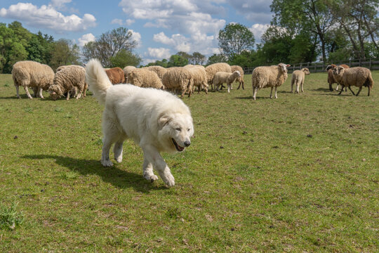 A large fluffy white maremma sheepdog running across a green grassy field with sheepdog, movement