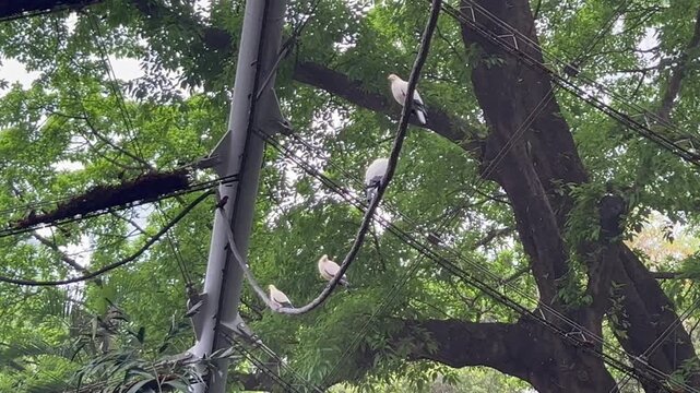 pied imperial pigeons ducula bicolor perched high on branches in kowloon park hong kong, pale yellow white birds among tropical trees, concept of wildlife, ornithology, conservation