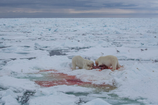 Polar Bear (Ursus maritimus) Spitsbergen North Ocean