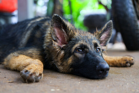 German shepherd dog resting concrete floor outdoors alert eye relaxed posture brown fur black muzzle lying on patio calm pet