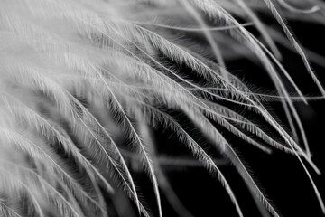 A close up of a feather with a black background © schankz