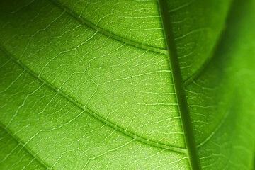 Obraz premium Green leaf vein macro texture detailed botanical pattern natural surface close view of fresh foliage with bright color, organic line, natural background, and delicate plant structure