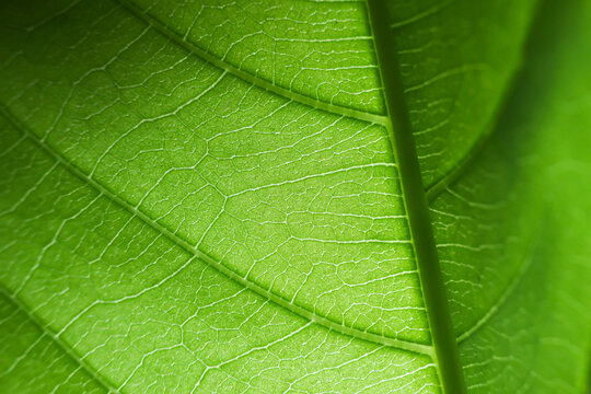 Green leaf vein macro texture detailed botanical pattern natural surface close view of fresh foliage with bright color, organic line, natural background, and delicate plant structure