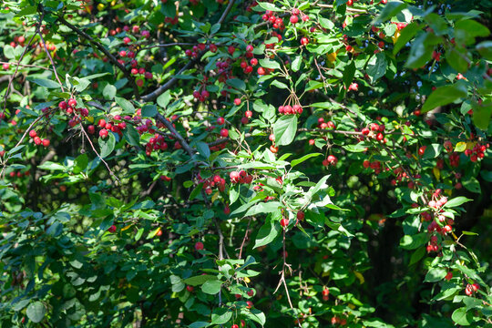 Wild crabapple tree with red apples