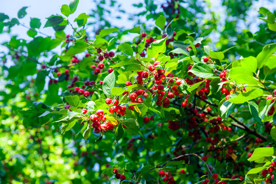 Wild crabapple tree with red apples
