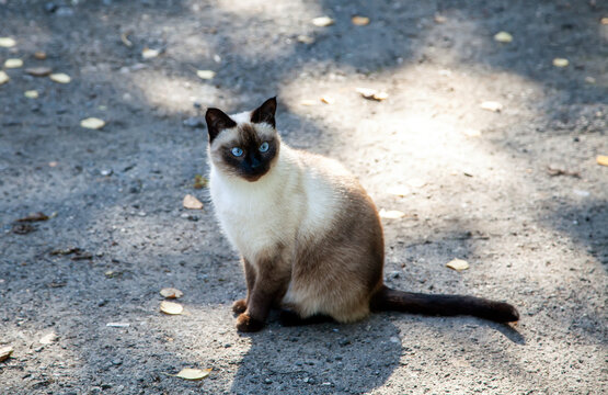 A Siamese cat with blue eyes sits outside