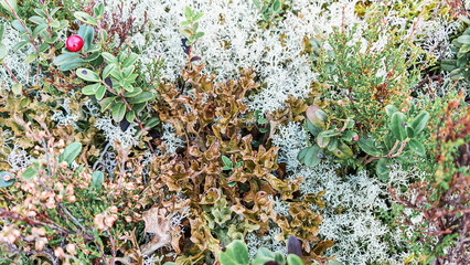 Wild lingonberry bushes and white reindeer lichen covering a boreal forest floor, natural nordic ground cover, autumn wilderness scene, organic habitat background. © Tatiana