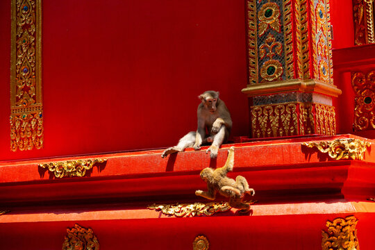 Macaque monkey temple red ornate gold carving decoration architecture sitting, primate resting on vivid ledge with carved detail and traditional sacred building facade
