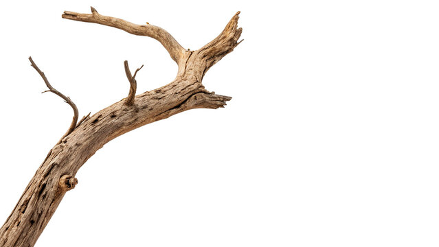 Natural dry textured wooden tree branch stick isolated rustic botanical decorative element