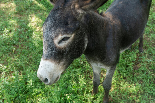 A close-up view from above shows a young donkey standing on the grass, looking curiously at the camera. Black top, white belly.