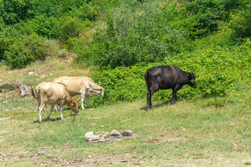 Several brown and black cows are eating grass and bush leaves on a green field near a hill © Michael