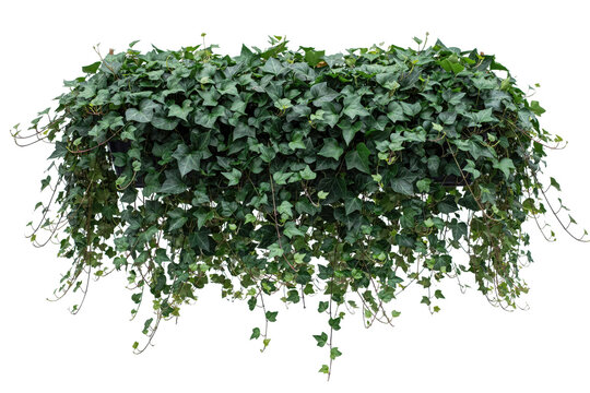 Lush green ivy plant growing in a rectangular hanging planter box isolated on a transparent background