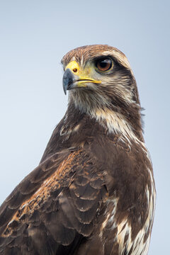 Roadside Hawk - Rupornis magnirostris, beautiful small bird of prey found in forests and woodlands of Americas, Pantanal, Brazil.