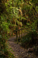 Obraz premium Hiking in New Zealand forest, plants and native bushes