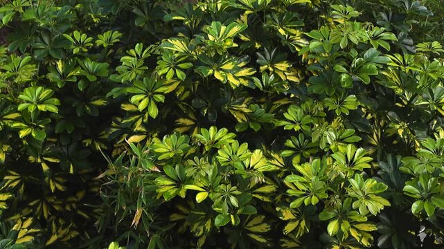 Lush green and yellow variegated leaves of a schefflera arboricola plant swaying in a gentle breeze under bright sunlight, creating a beautiful natural texture and background